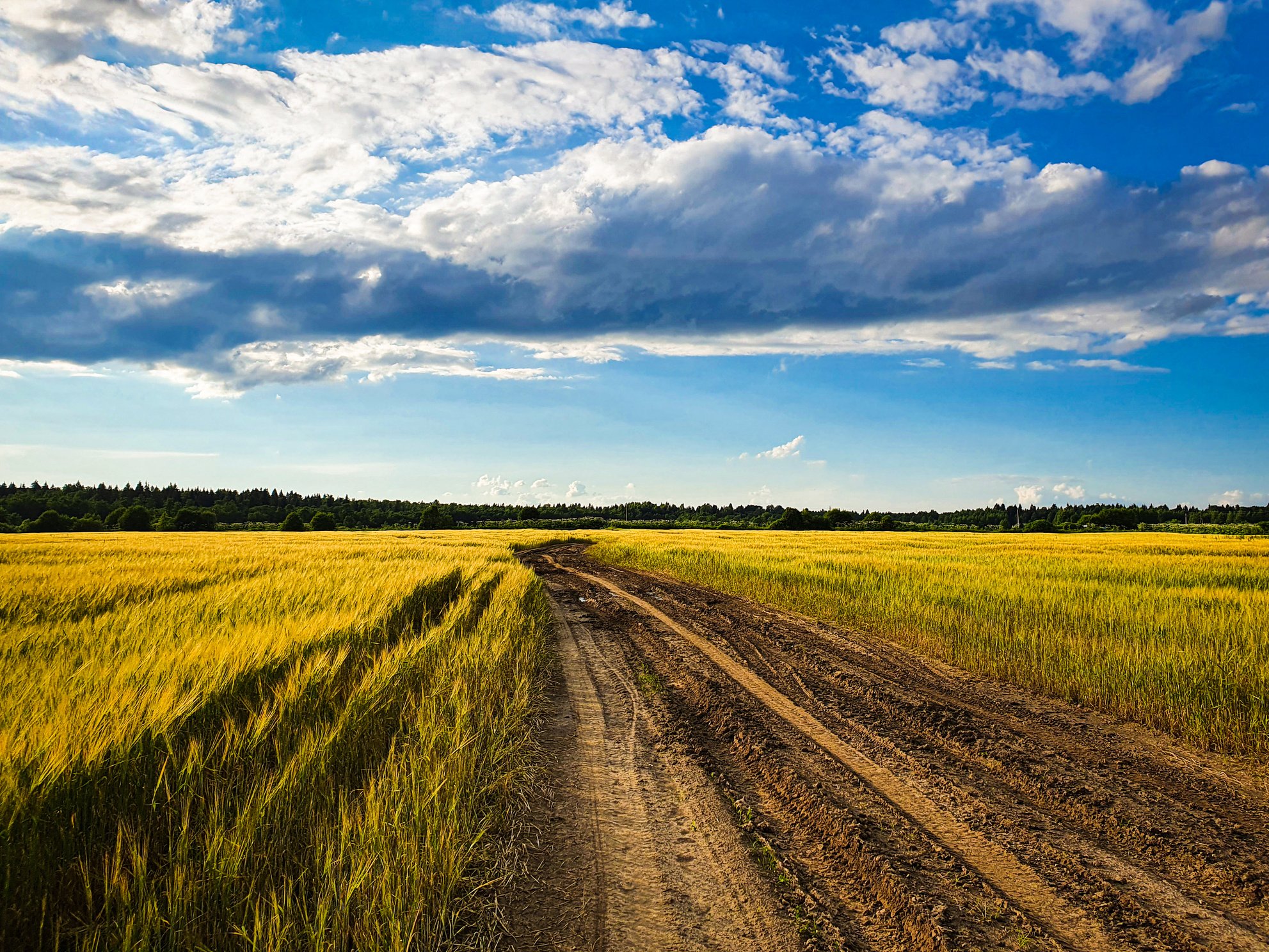 Farm road at the grain field